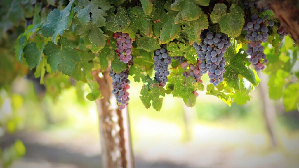 grapes, vines, grapevines-1844745.jpg